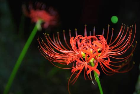 彼岸花 風水|彼岸花（曼珠沙華）の花言葉！実は怖くないその意味。